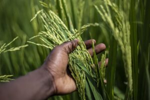 Grant Programs Supporting Women's Leadership in Rice Value Chain Businesses